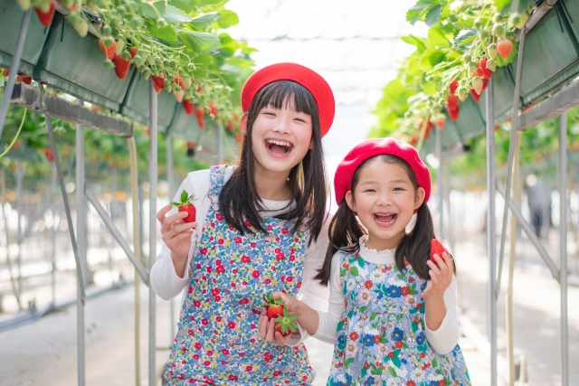 いちごのおいしい季節が到来！！いちご狩りで3種の食べ比べも♪【いちご収穫体験　～ロックベイガーデン(ストロベリーファーム)】　