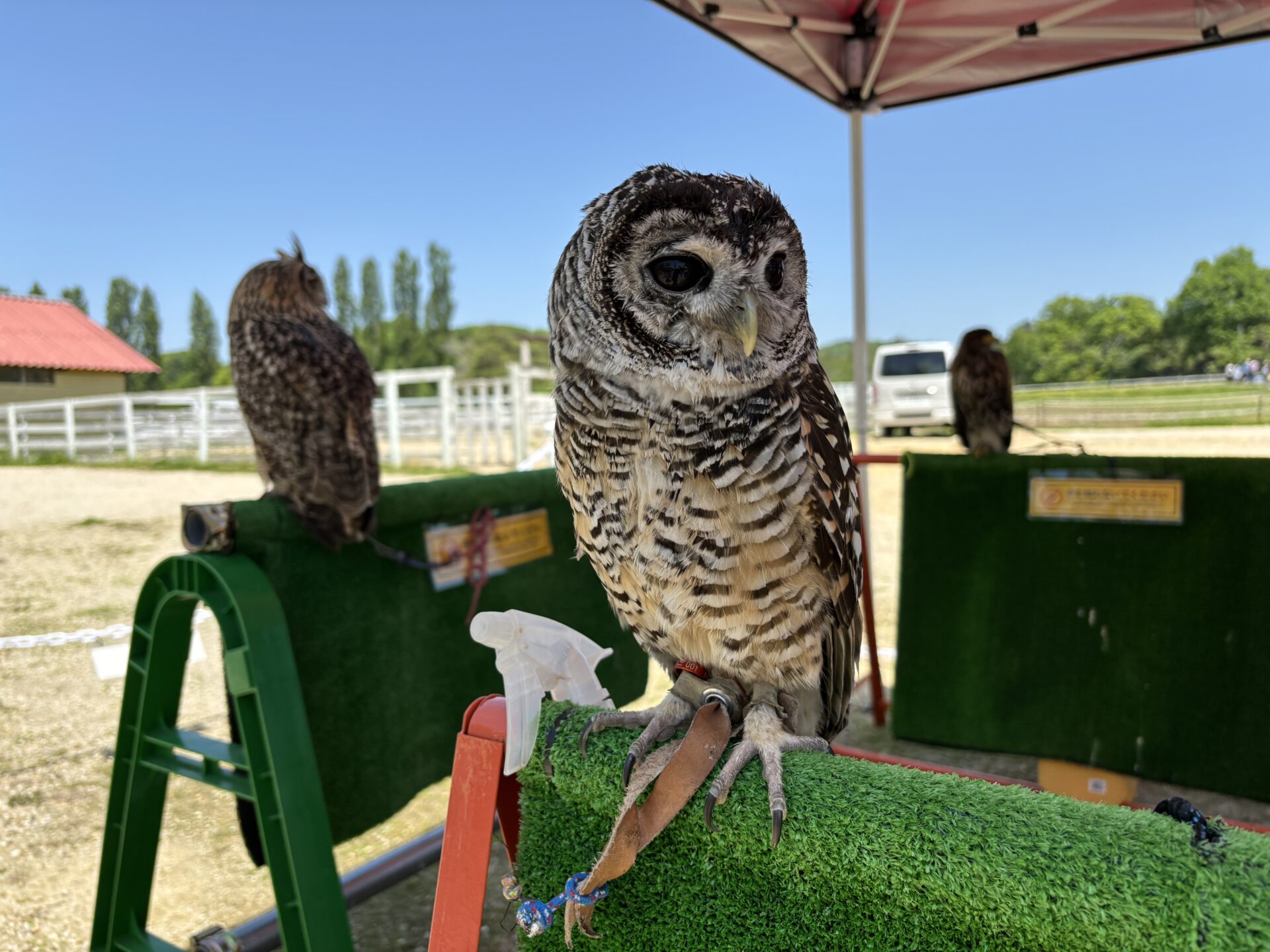 入場無料！迫力満点な【タカとフクロウのフライトショー】開催☆小動物もやってくるよ！道の駅あいとうマーガレットステーション