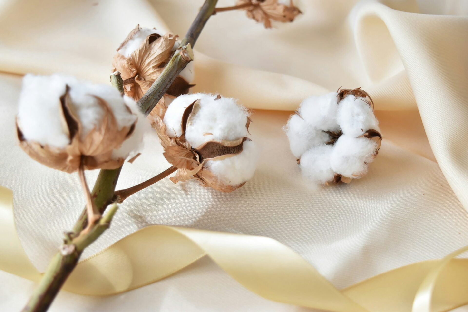 【参加無料・当日受付】1/10 昔の道具を使用して、「綿花から糸をつむいでみよう！」＜琵琶湖博物館＞にて開催♪