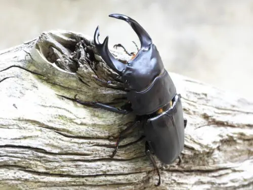 【週末のお出かけに/滋賀・彦根】昆虫好き必見！親子で楽しもう★ビバシティ彦根で「クワガタを幼虫から育てるワークショップ」が開催★【1月17日・18日】