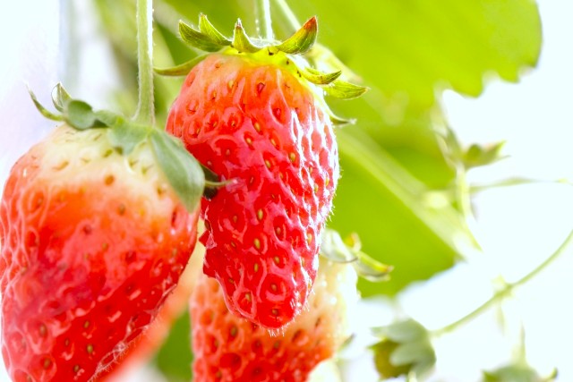 【竜王町】無料のいちご摘み採り体験も！2月の【三井アウトレットパーク 滋賀竜王】は親子で楽しめるワークショップ＆イベントが満載！