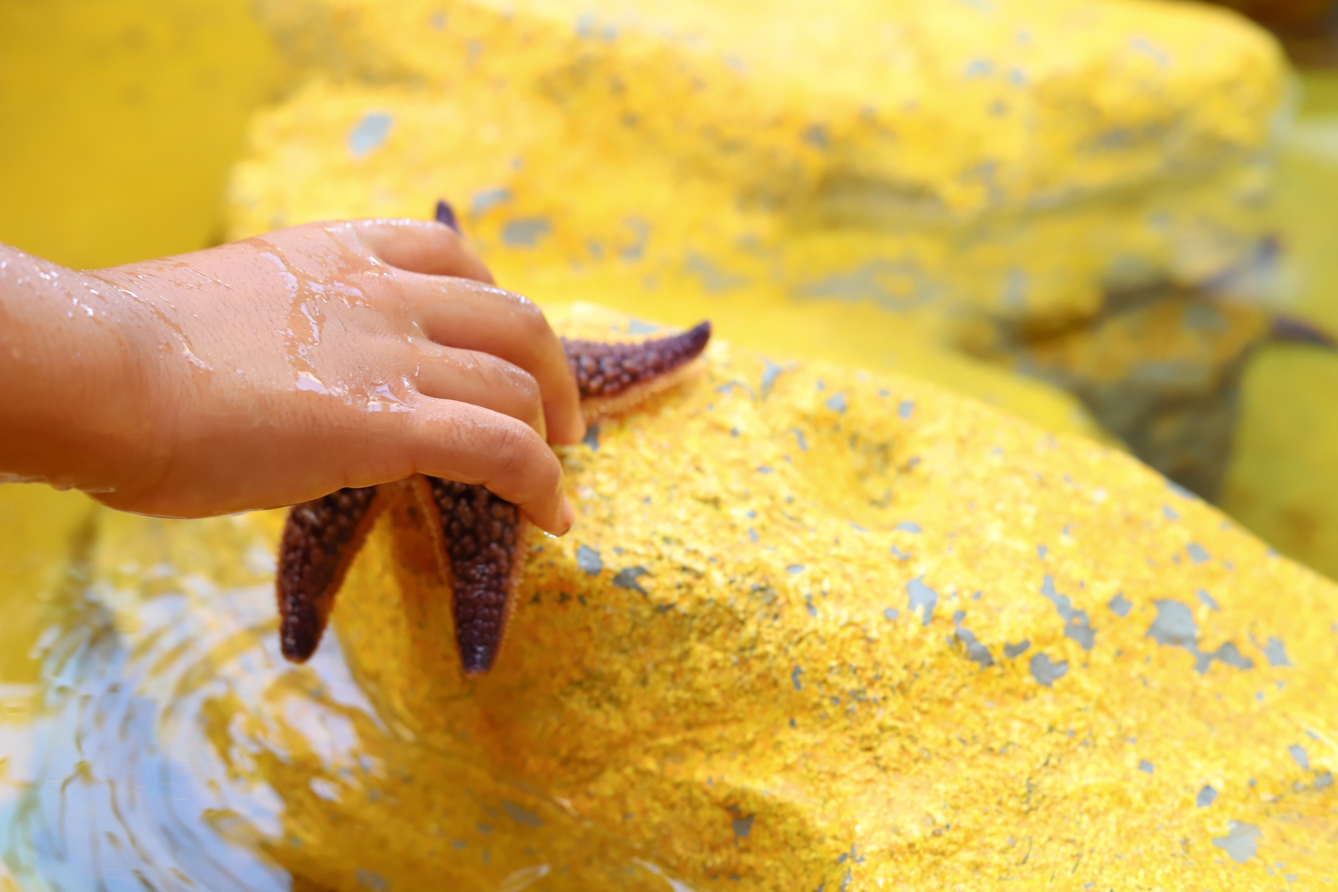 1/24､25＜ビバシティ彦根＞に【あそべ〜る水族館】がやってくる！ワークショップやスタンプラリーも同時開催♪「らぶきっずアプリ」提示で特典有り★