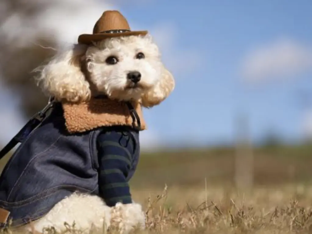 わんちゃん大集合！草津ロクハ公園で楽しむ新春マルシェと犬種別オフ会【2026年1月25日】
