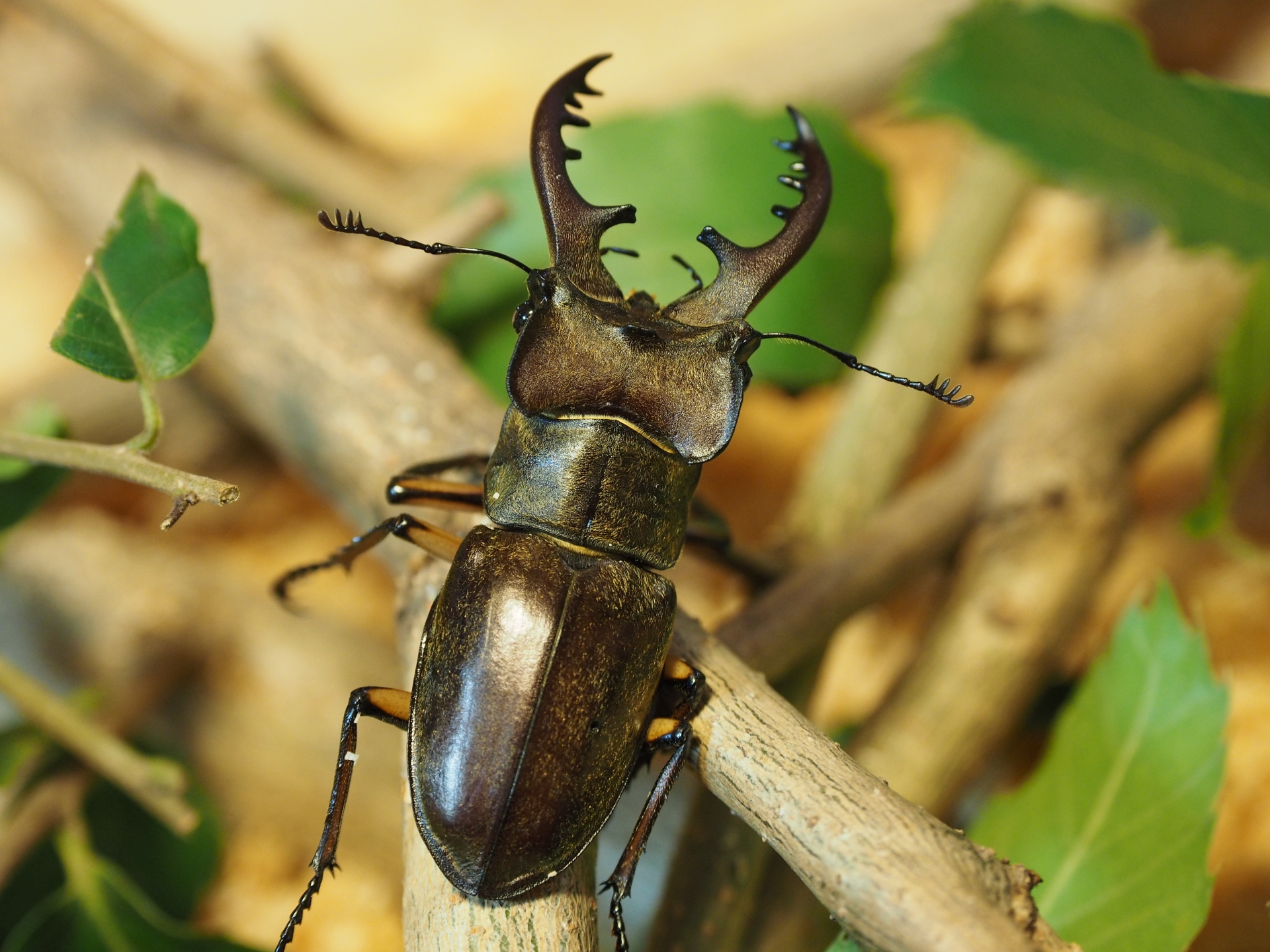 ＼クワガタの生態や特長の座学、幼虫を菌糸ビンに入れる実習、成体の展示と盛りだくさんのワークショップ♪／【らぶきっず クワガタを幼虫から育てるワークショップ】3/20・21・22「ビバシティ彦根」