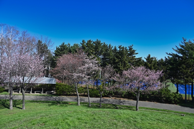 春が待ちどうしいのは人間だけじゃない！虫や木々、鳥や動物たちを観察するロクハツアー開催！【3月1日】【ロクハ公園】