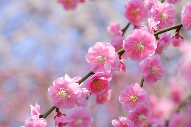 2026年【石山寺 梅つくし・桜まいり】400本の梅と境内を彩る桜☆期間限定グルメ＆スイーツも登場！