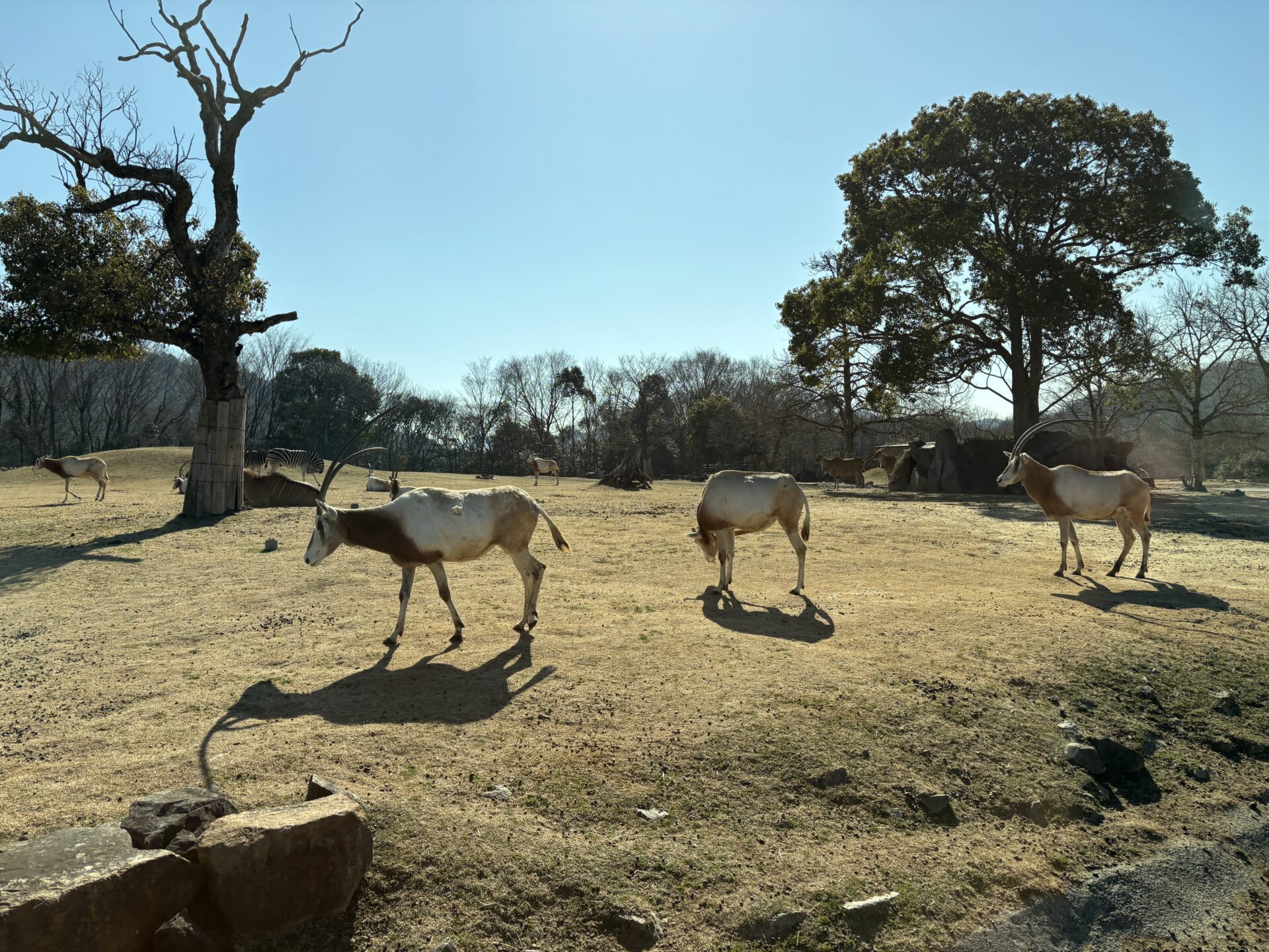 【兵庫】動物園がない滋賀からお出かけ遠征！「姫路セントラルパーク」でサファリ＆スケート、遊園地も大満喫の1日レポート♪