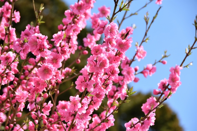 花桃と鯉のぼりの絶景に感動！「花桃フェス2026」開催★春グルメを満喫できるキッチンカーやステージイベントも♪【4月12日/竜王町】