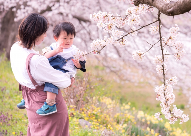 160本の桜と楽しむ！グルメ、体験、ワークショップ、ステージパフォーマンス【くさつ桜まつり】エリアごとに異なる魅力でお楽しみが盛りだくさん！