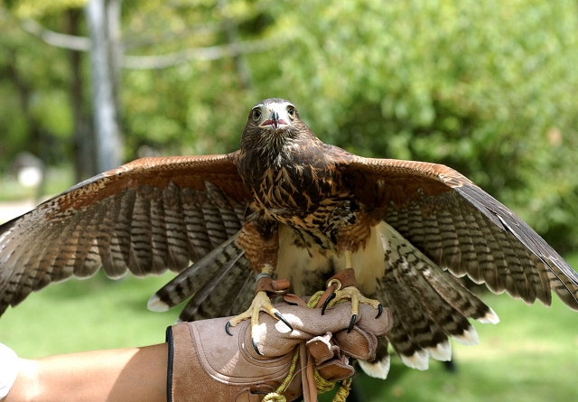 【観覧無料】タカとフクロウのフライトショーが滋賀・東近江で開催！可愛い小動物とのふれあい体験も★【3月28日/あいとうマーガレットステーション】