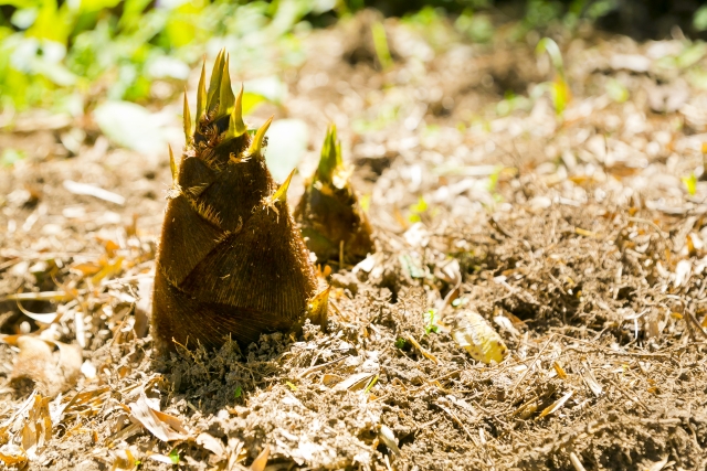【滋賀・竜王町】期間限定★春の「たけのこ掘り」が開園！親子で楽しめる春の味覚収穫体験に出かけよう！【アグリパーク竜王】