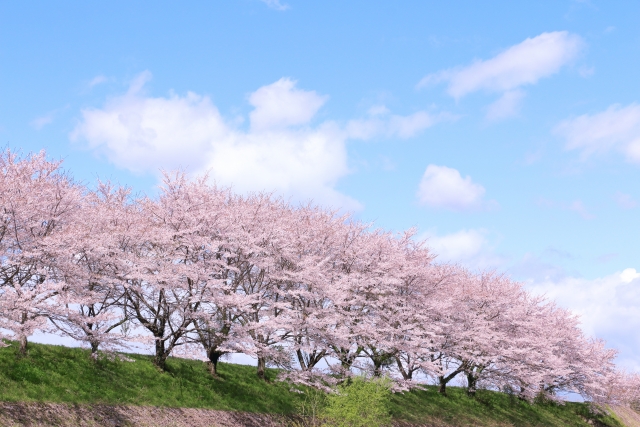 家族で楽しめる「湖南市さくらまつり2026」開催☆お笑いライブ、片足立ち耐久バトル、子ども安全免許証の発行も♪