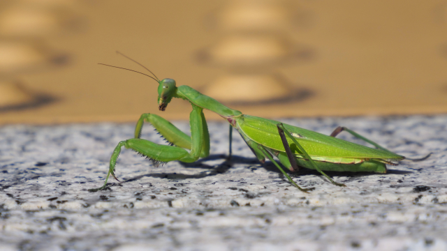 【参加無料】ブランチ大津京でワクワク楽しい「昆虫スタンプラリー」開催！先着200名限定！スタンプ見つけて景品をゲットしよう