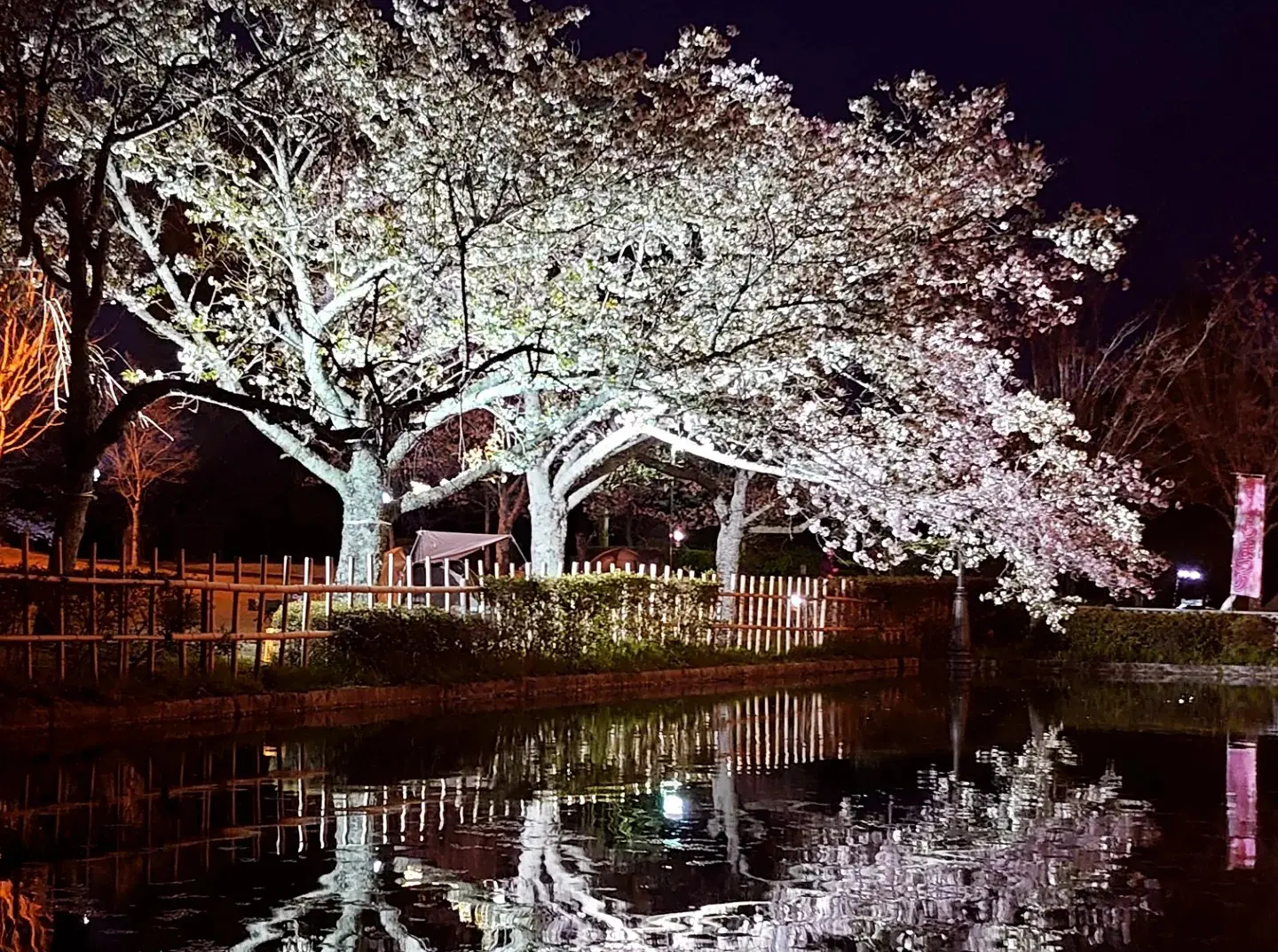 新しい大型遊具が誕生した話題のスポット妹背の里で【さくらまつり】開催☆入園・駐車場・ライトアップも無料！29日に「さくらMARKET」も！