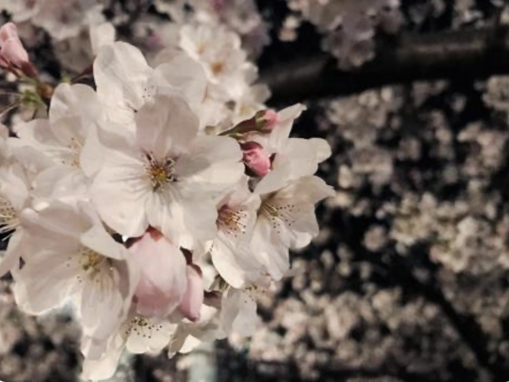 【豊郷町】豊郷小学校旧校舎駐車場にて「桜灯マルシェ」開催！夜桜ライトアップ×大型マルシェ(3/28・4/4)