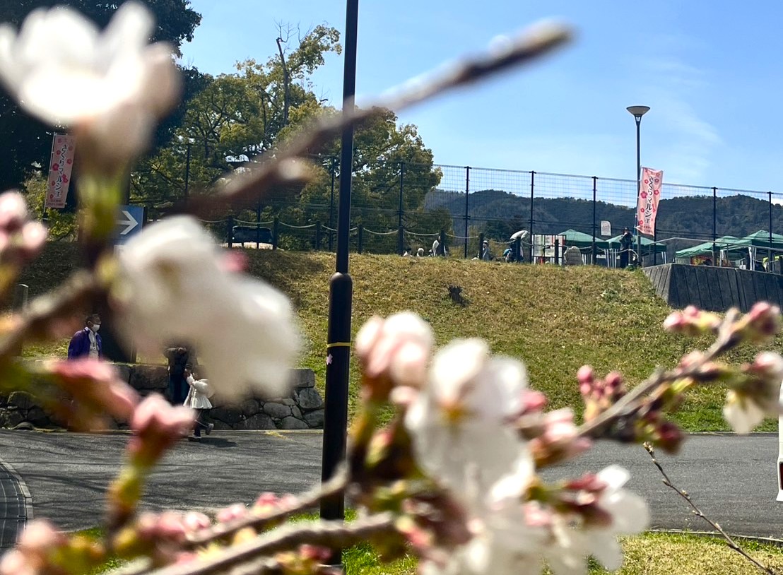 【出店者募集も】あの大盛況桜祭りが今年も！フリマやワークショップなど出店してみませんか？サクラ咲く公園でイベント盛りだくさん♪【出店申込3/12まで】富士見さくらマルシェ4/4開催【大津市】
