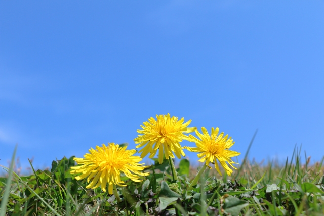 【草津市】参加費子ども100円☆春の自然を五感で楽しもう！【ロクハツアー 春爛漫】開催