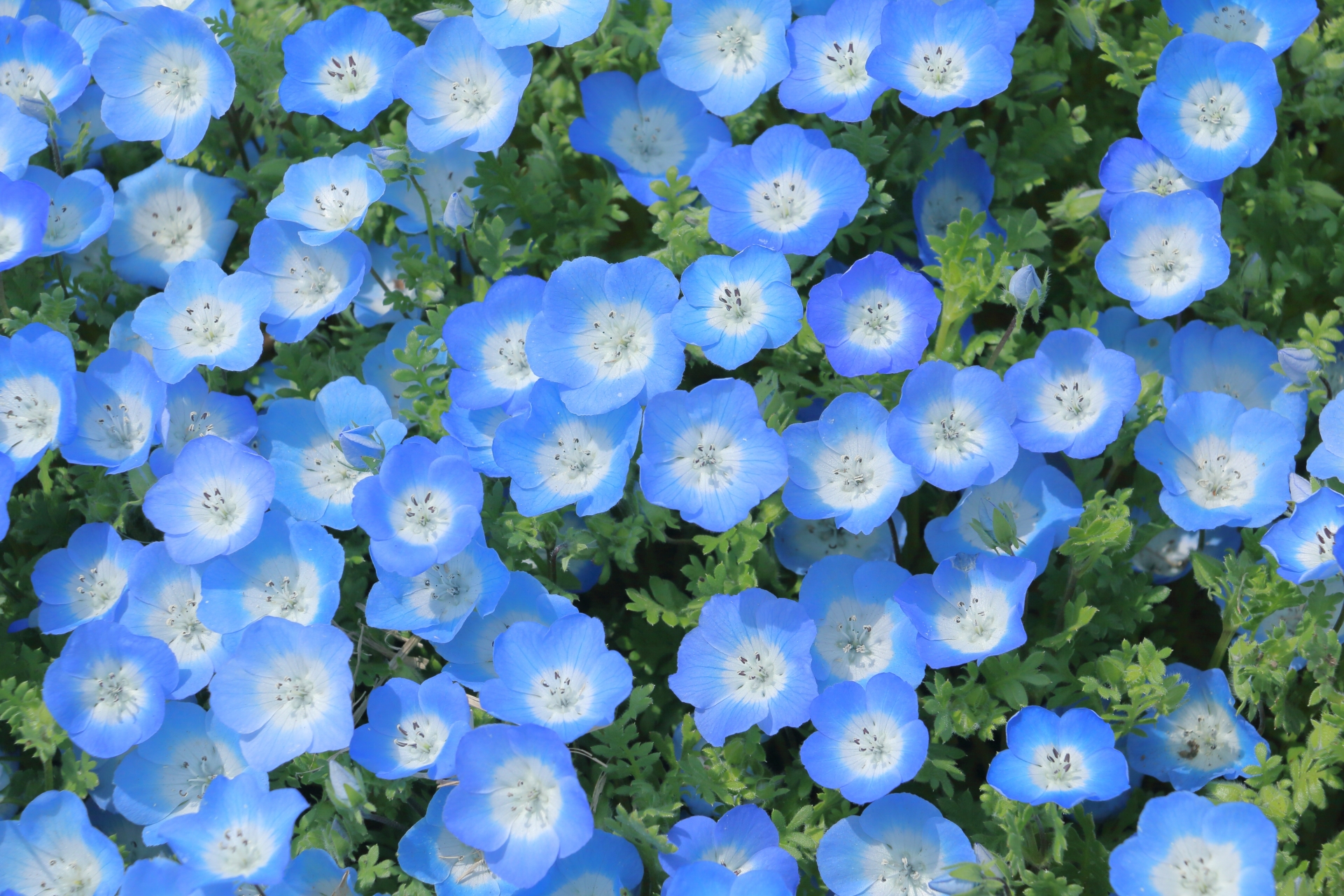 【週末やGWのお出かけに♪】非日常を味わえるスポット！可憐なネモフィラの花にも癒される♪【ガーデンミュージアム比叡】2026年の営業がスタートしています。