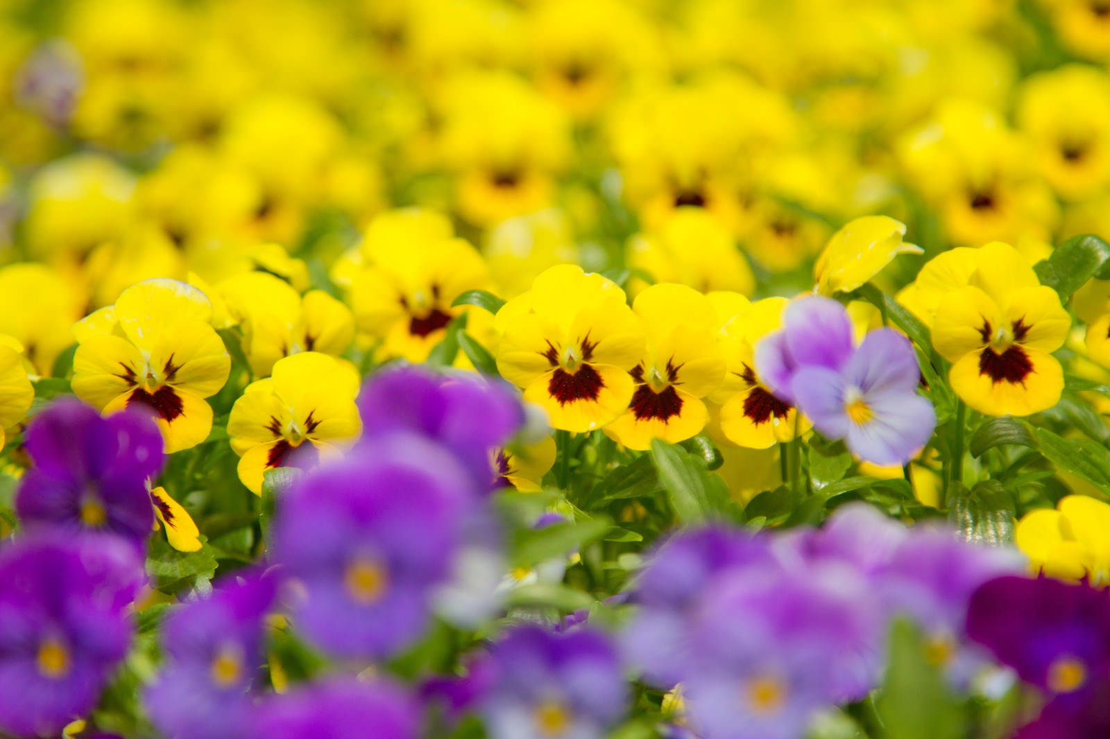 お家を彩る春の寄せ植えを作ってみよう♪【はじめての寄せ植え体験】が開催★5/16 ＜滋賀県営都市公園  びわこ文化公園＞