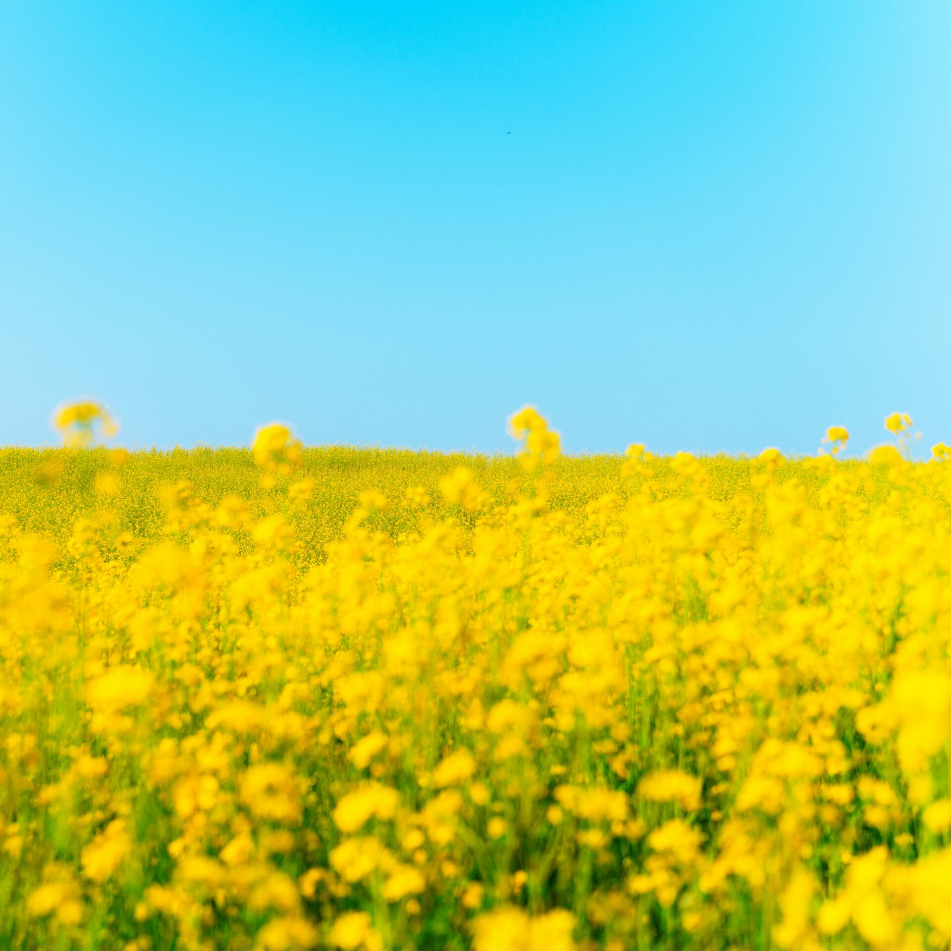 菜の花畑でコーヒーと音楽を♪だいなか菜の花フェス【4/26】今週末のお出かけに