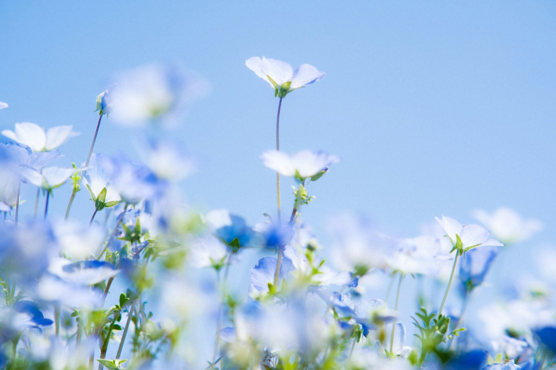 まるで絵本の世界「滋賀のネモフィラ畑」子どもとお出かけしよう【アグリパーク竜王】