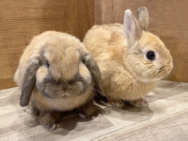 観覧無料！！特別イベント開催！タカ・フクロウのフライトショーとかわいい小動物がやってくる！【5/23】