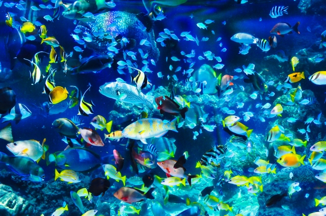 約170個の風鈴で夏を涼しく！京都水族館【くらげと傘と風鈴と】5/30よりスタート！