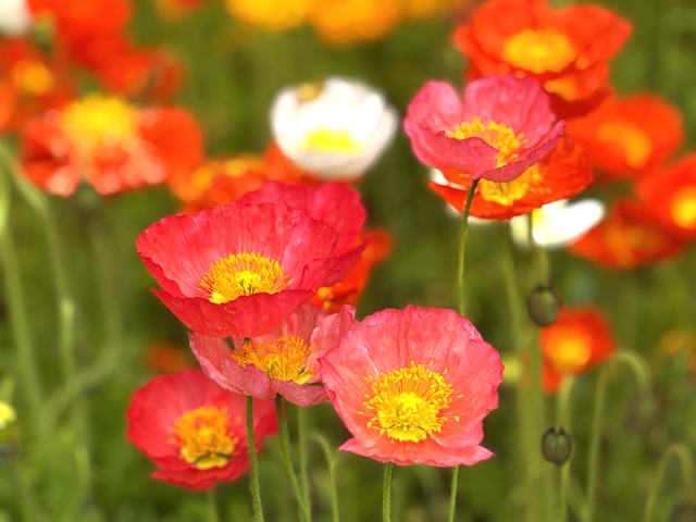 【東近江市】ポピーのお花畑が開園中！あいとうマーガレットステーションで20本400円の摘み取り体験も♪愛犬と一緒に可愛い写真を撮ろう！