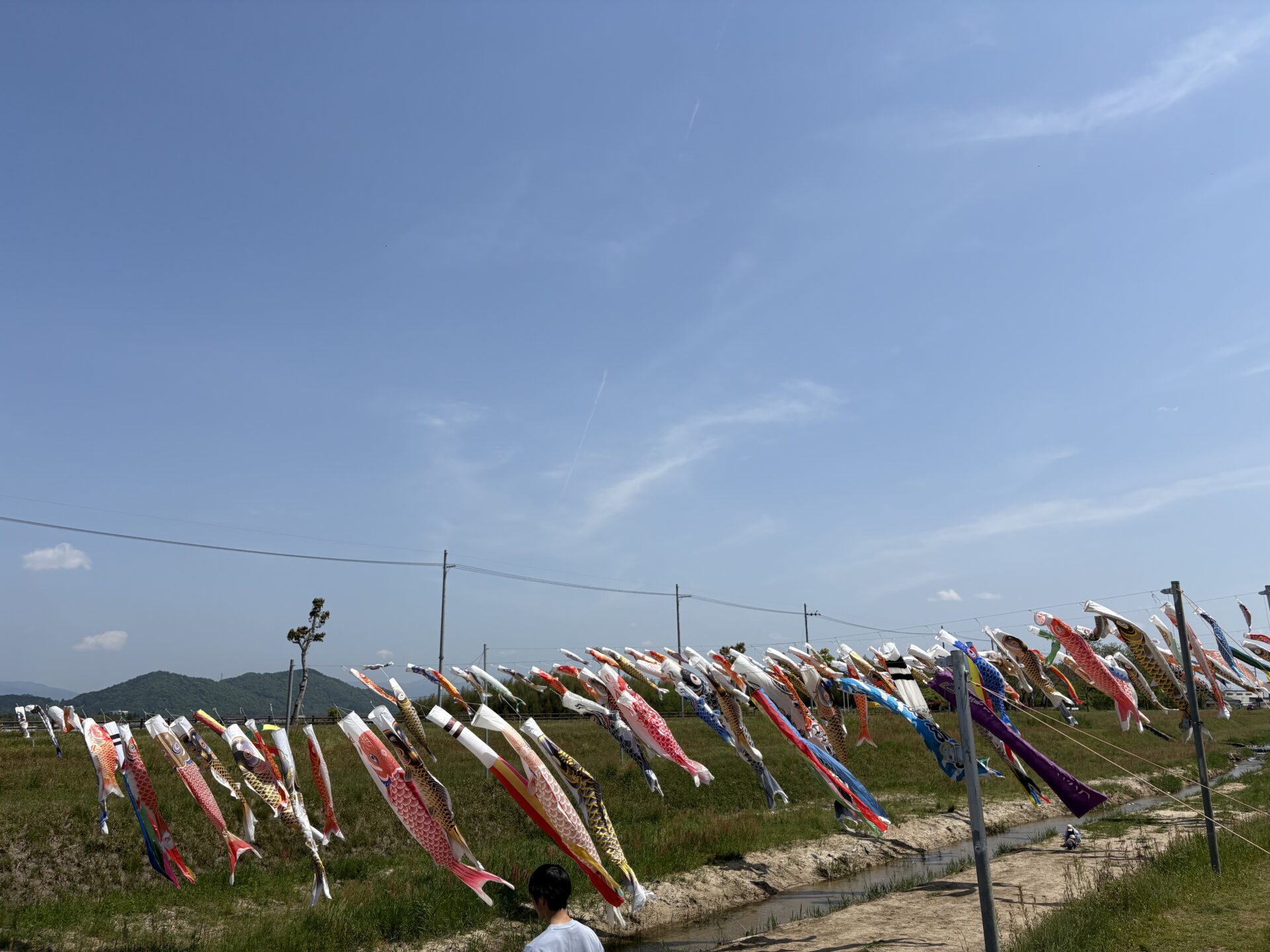 【竜王町】100匹の善光寺川鯉のぼり流しを見に行ってきた！