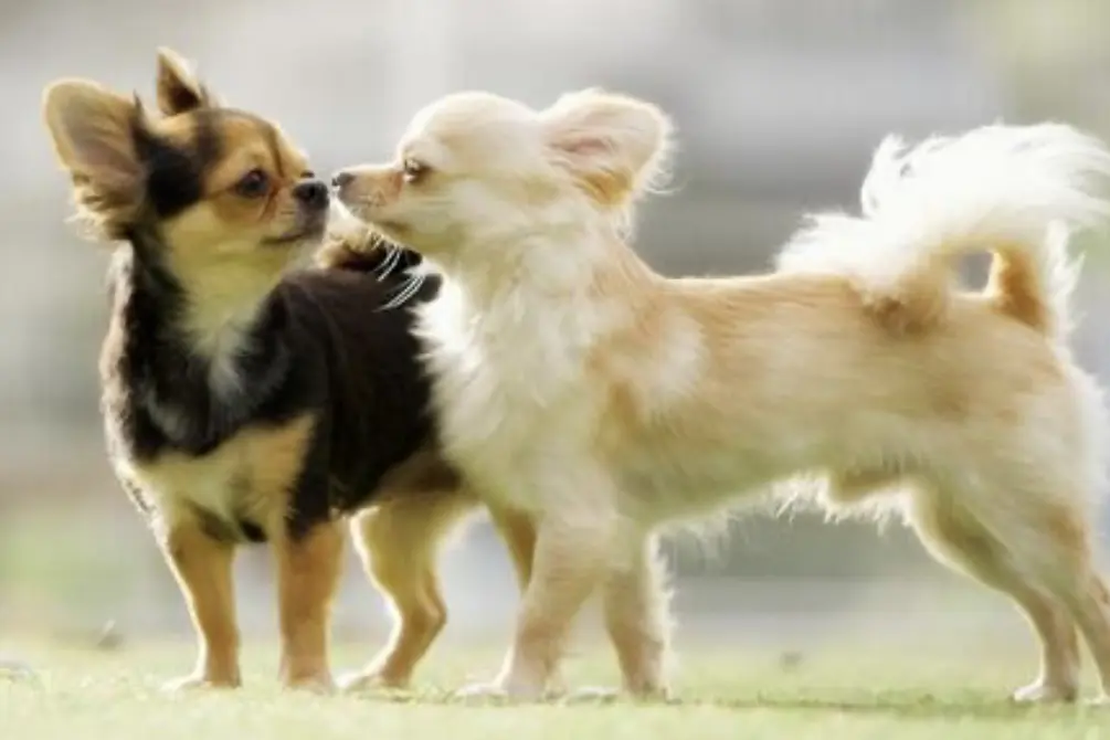 【草津市】愛犬との思い出作りに♪「わんちゃんとよりみち」マルシェ＆撮影会が開催！アンブレラ・パティオを背景に撮影も！