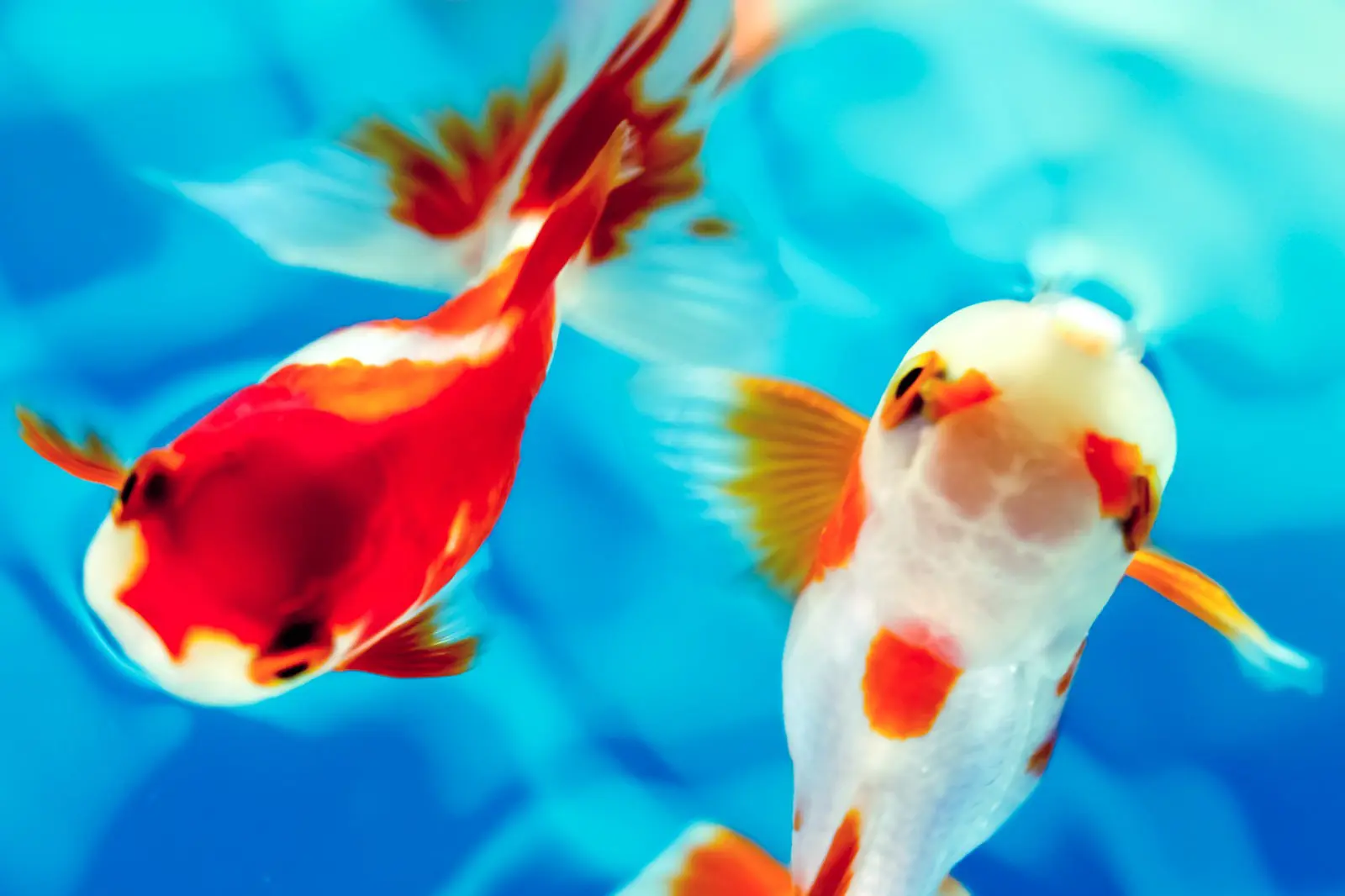 写真撮影もOK！全国の珍しい金魚が大集合♪＜5/23～9/6＞ピエリ守山にて【光で彩る 金魚のアクアリウム】が開催★