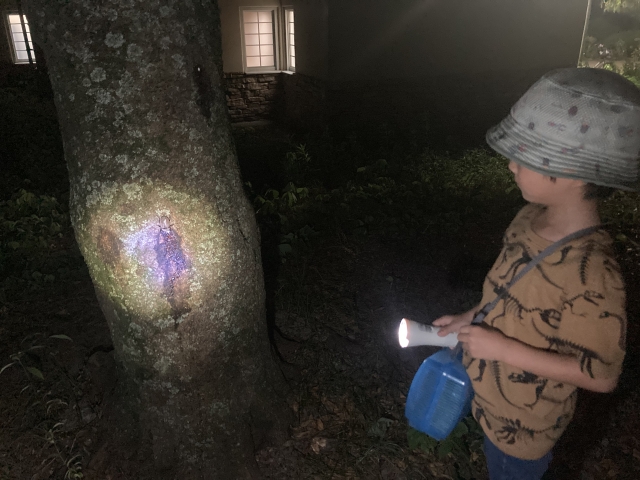 【野洲市】夜の自然体験！ライトトラップに集まる夜の虫たちを観察しよう！「真夏の夜の昆虫観察会」開催★【8/22・要事前予約】