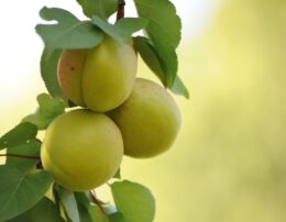 ＜近江八幡＞無農薬の梅を使って梅仕事しませんか？夏バテに負けない体作りを！