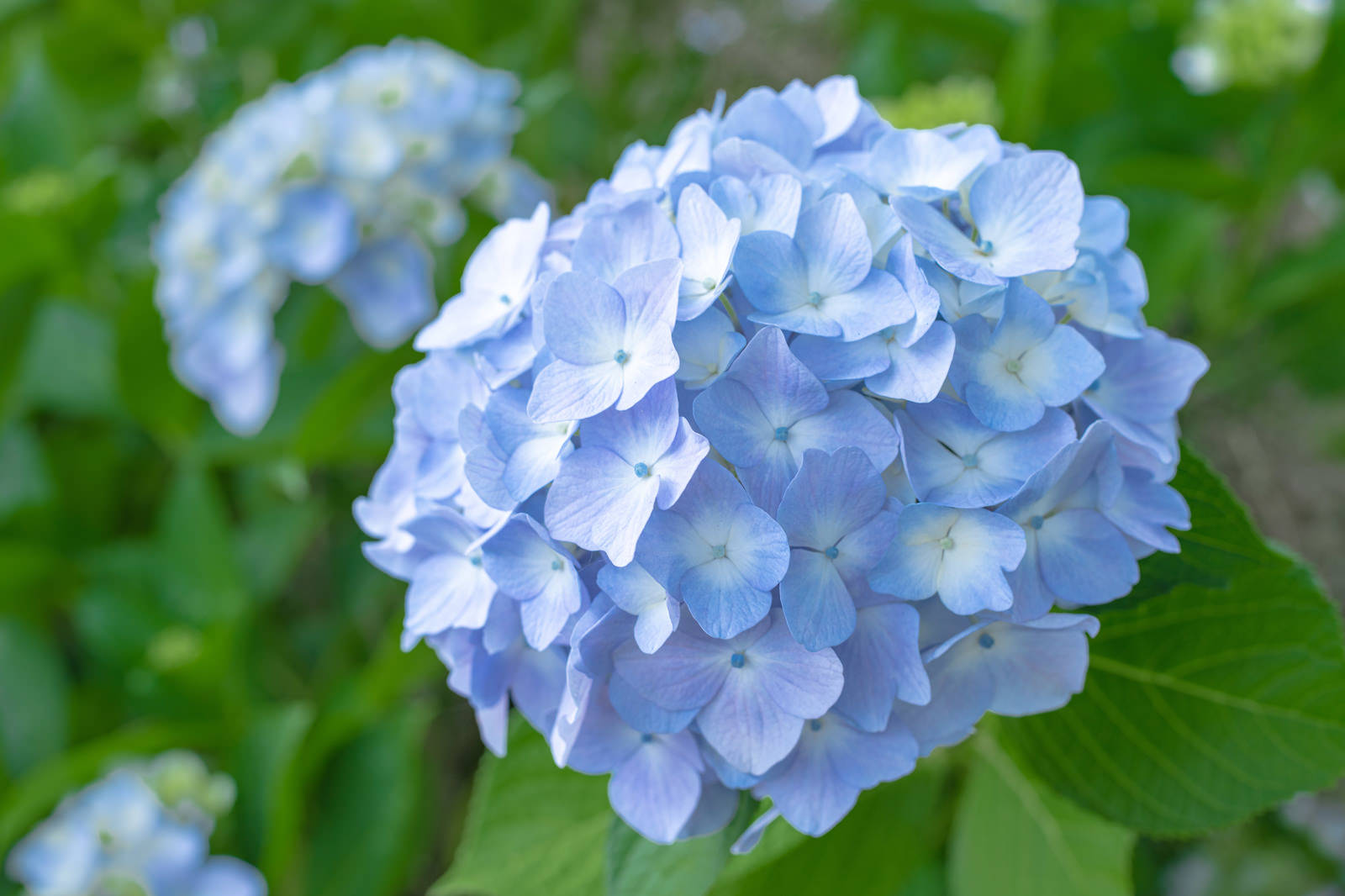 【日野町】ブルーメの丘で ”あじさい” が咲き始め♪  初夏を彩る色鮮やかな風景を楽しもう！