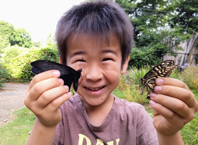 2026夏の特別展示！約6000匹のいろいろな蝶が子どもの森に集結！！蝶について学ぼう♪【いろんな蝶展　みなくち子どもの森　～8/30】