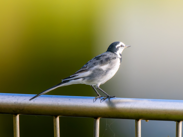 【9月23日】予約抽選！鳥はなぜ飛ぶのか？！羽ばたき飛行機を作って鳥のことを学ぼう！【京都市動物園】