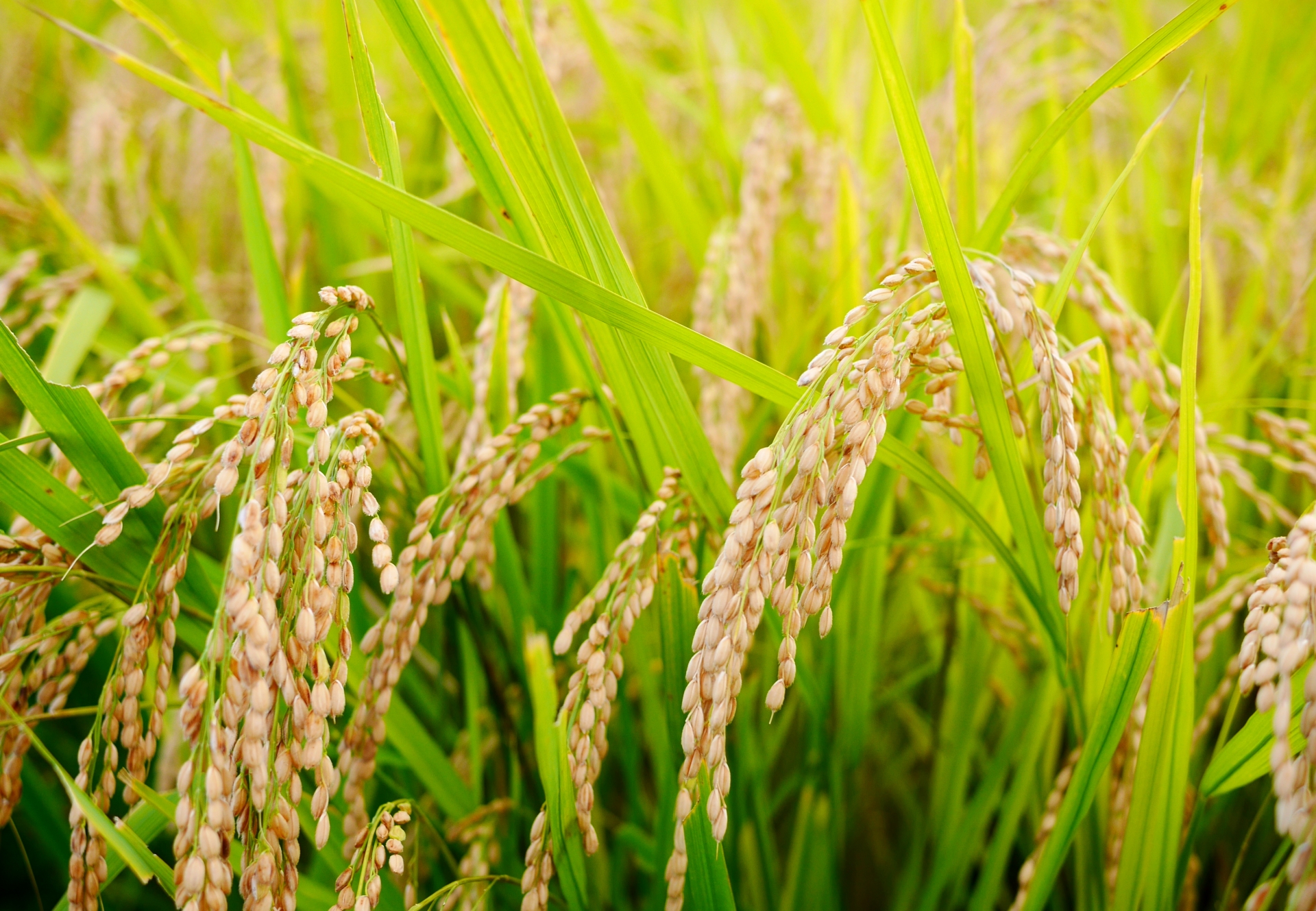 【参加費無料！】自然や食べ物の大切さを感じられる【稲刈り体験】に参加しませんか?【守山市】