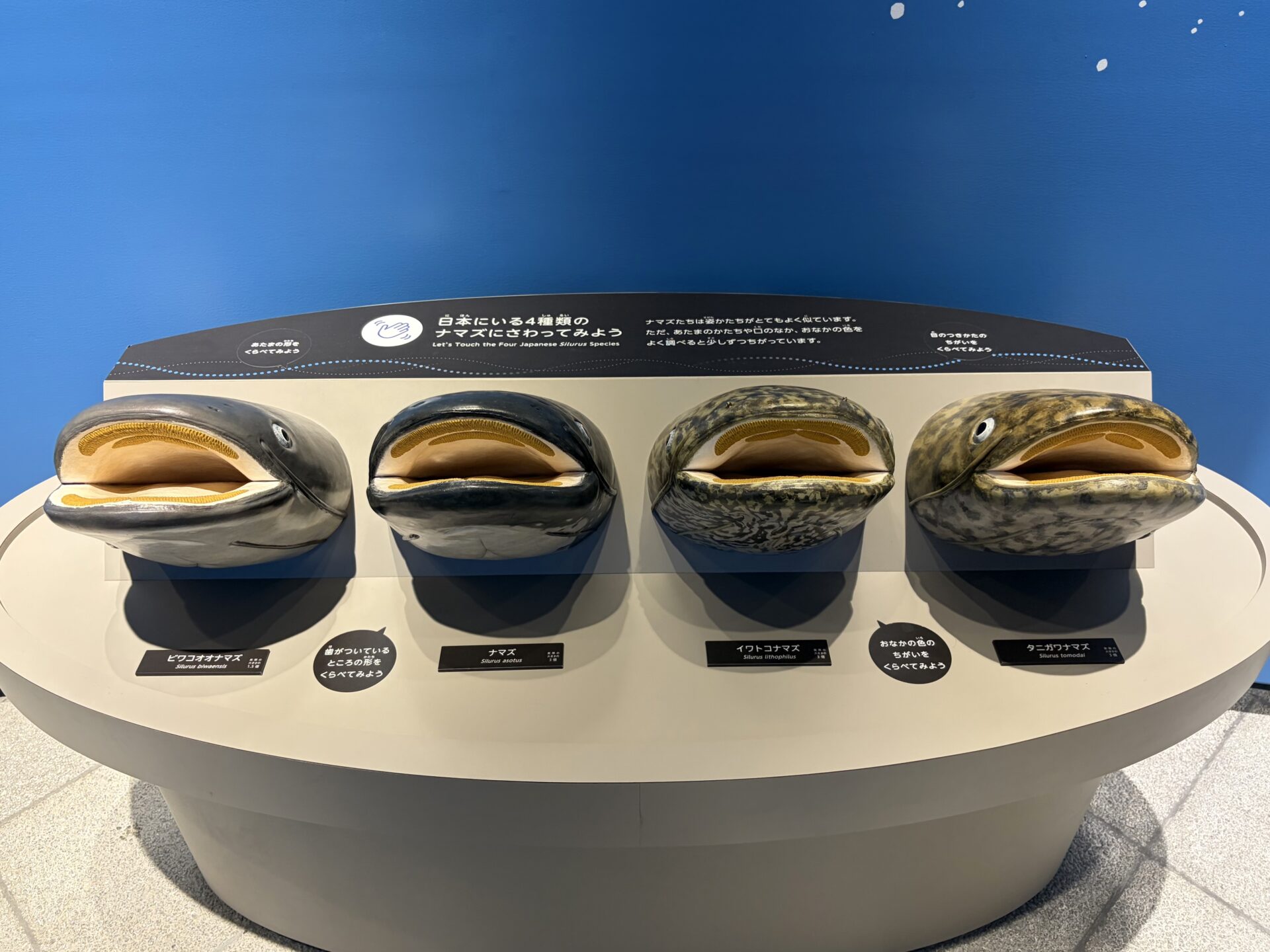 子どものワクワクが止まらない！琵琶湖博物館の新エリア・新ビワコオオナマズ水槽と新コアユ水槽をレポート！