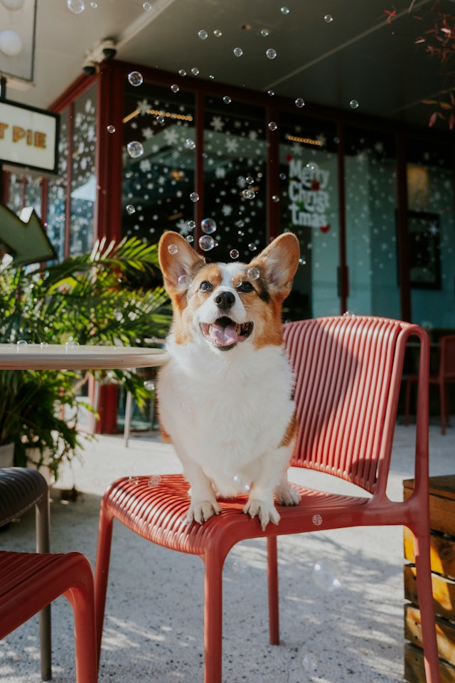 瀬田川のほとりに愛犬と楽しめるカフェ「艇庫 cafe PADOG」が9月19日オープン！