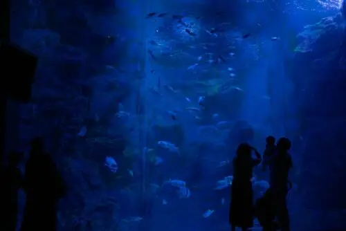【入場料金最大半額！】京都水族館で「夜のすいぞくかん」開催！幻想的な夜の水族館でいきもの観察や限定イベントを楽しもう☆お得な割引も！【9月19日〜23日】