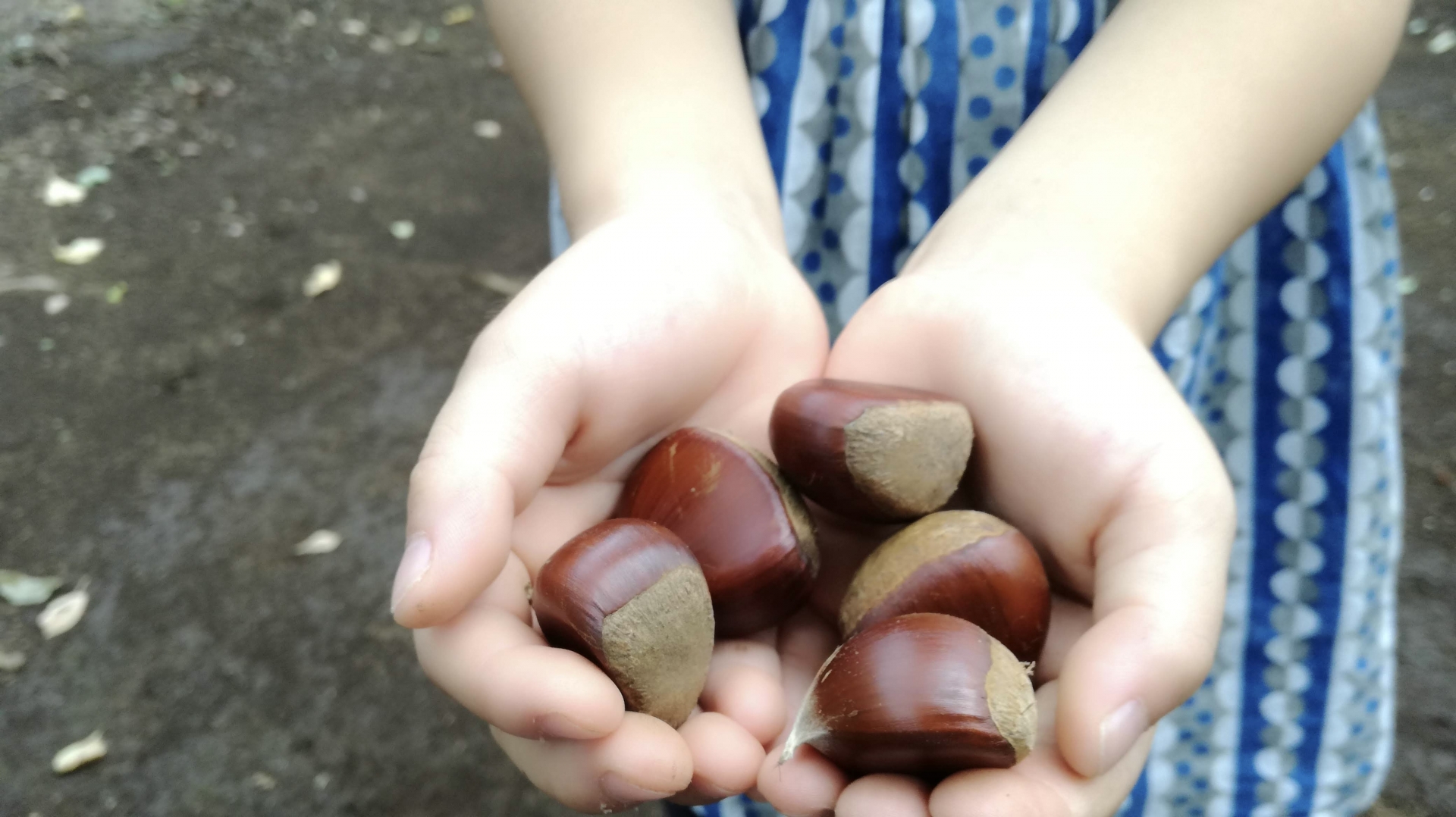 【秋のお出かけにピッタリ♪】親子で秋を観察しよう！「猪子山探検隊秋の植物観察」が開催。