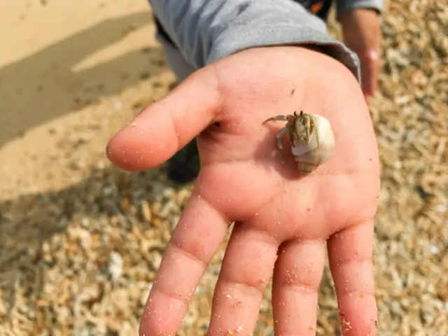 殻の中から目が合うかも！？かわいいヤドカリを釣ってみない？？【滋賀農業公園ブルーメの丘　ふぃれあい昆虫爬虫類ワールド　ヤドカリ釣り】