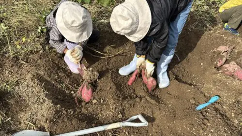 【竜王町】甘くておいしい秋の味覚♪道の駅アグリパーク竜王で【さつま芋掘り収穫体験】予約受付がスタートしました！