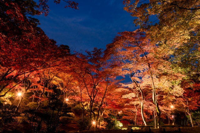 秋の夜は紅葉のライトアップを見て幻想的な世界へ♪【錦秋の玄宮園ライトアップ　11/14～11/29】