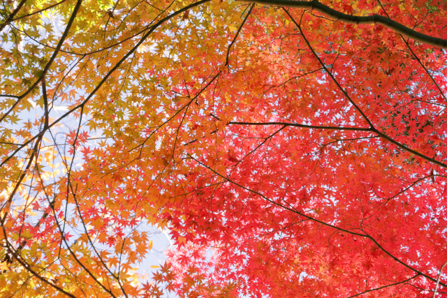 歩くたびに表情を変える♪絵画のような紅葉を楽しめる！紅葉を見に出かけよう♪【柳谷観音 楊谷寺　2026もみじウイーク　11/14～12/6】