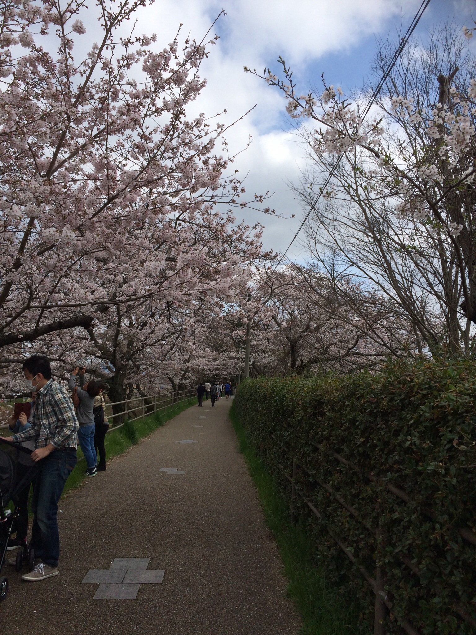 草津市 桜情報♪【天井川の堤防と公園】