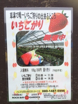採った分だけ量り売り。道の駅草津で美味しいイチゴ狩りできます♪
