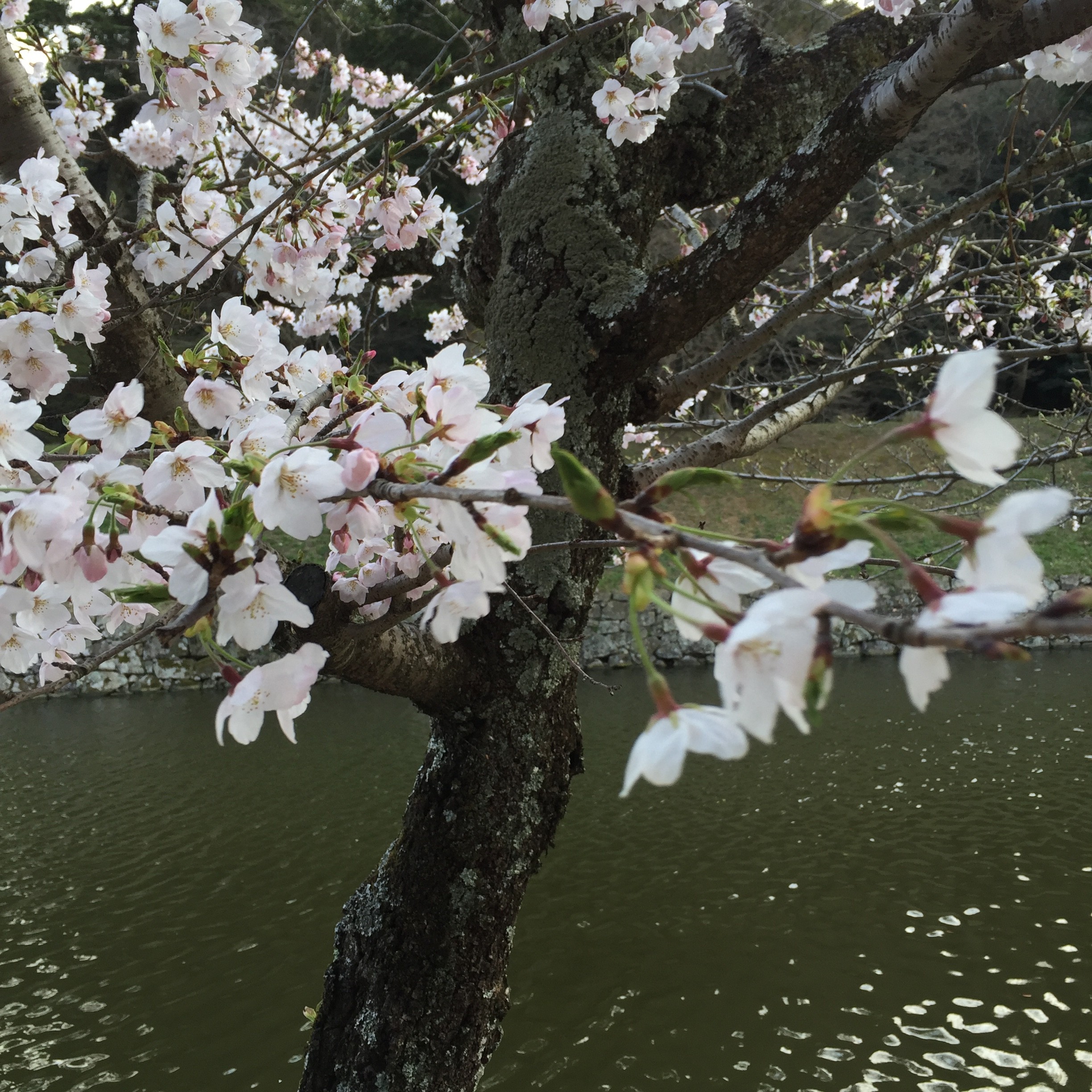 桜情報♩夜桜も綺麗な彦根城